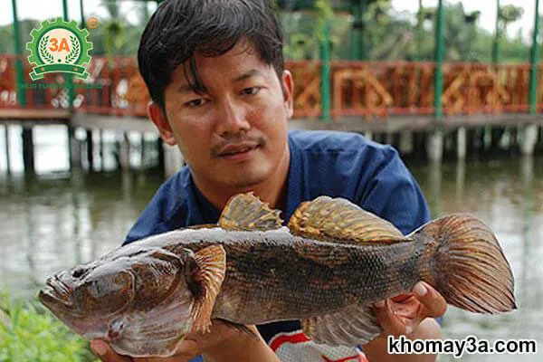 Hình ảnh thực tế về cách nuôi cá bống tượng đạt hiệu quả cao