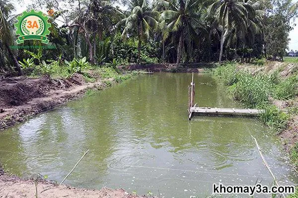 Mô hình ao đất tiêu chuẩn trong kỹ thuật nuôi cá bống tượng hiện nay