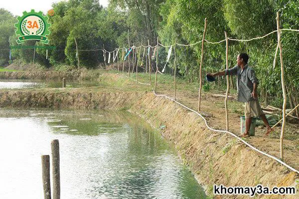 Hoạt động cải tạo và rắc vôi bột cho ao trước khi bắt đầu nuôi cá bống tượng