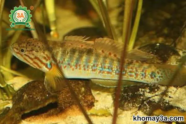 Những con cá bống tượng giống khỏe mạnh và đồng đều về kích thước