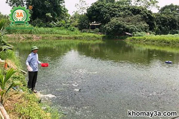 Thả cá giống vào ao đất đúng kỹ thuật để đảm bảo tỷ lệ sống cao