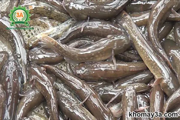 Sử dụng các loại thức ăn tươi sống để nuôi cá bống tượng nhanh lớn