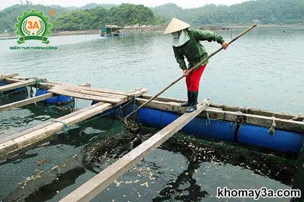 Thiết kế lồng bè nuôi cá bống tượng trên các dòng sông có dòng chảy ổn định