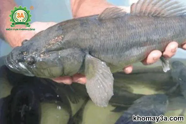 Theo dõi sức khỏe cá bống tượng thường xuyên để kịp thời phát hiện bệnh