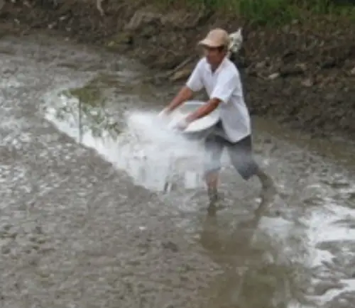 Cách Nuôi Cá 4 Đuôi Phát Triển Khỏe Mạnh: Hướng Dẫn Chi Tiết Từ A Đến Z