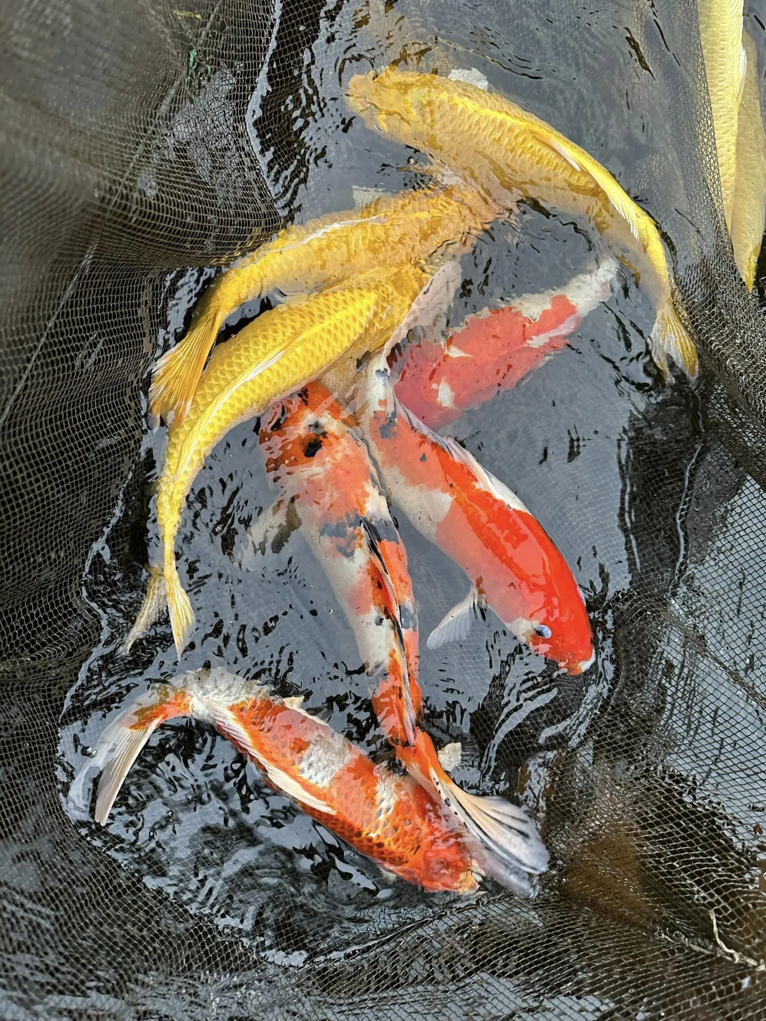 Cách Nuôi Cá Cảnh Sinh Sản Thành Công Cho Người Mới Bắt Đầu