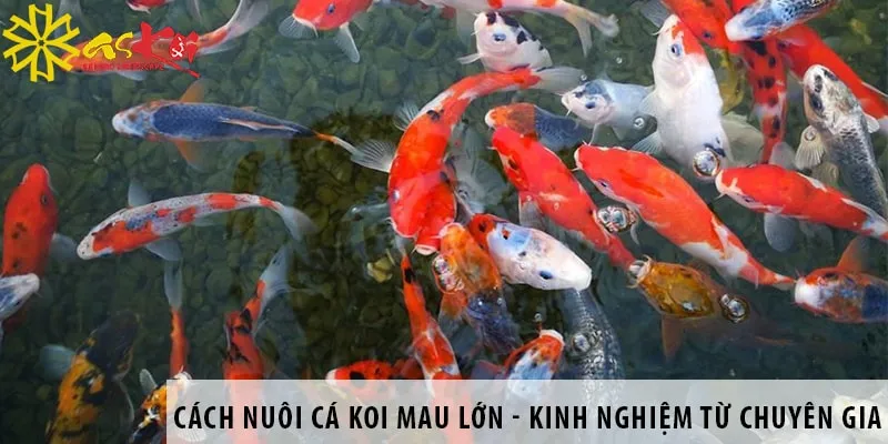 Cách Nuôi Cá Vàng Mau Lớn Hiệu Quả Nhất Từ Chuyên Gia