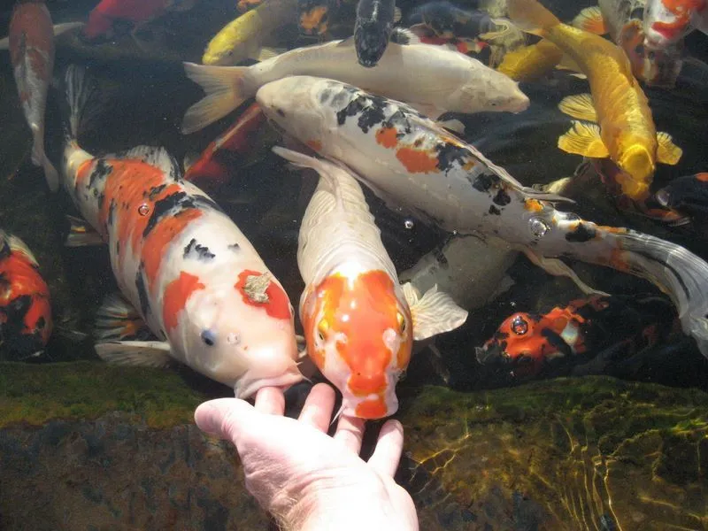 Tránh các sai lầm cơ bản giúp đàn cá luôn duy trì được vẻ đẹp hoàn hảo