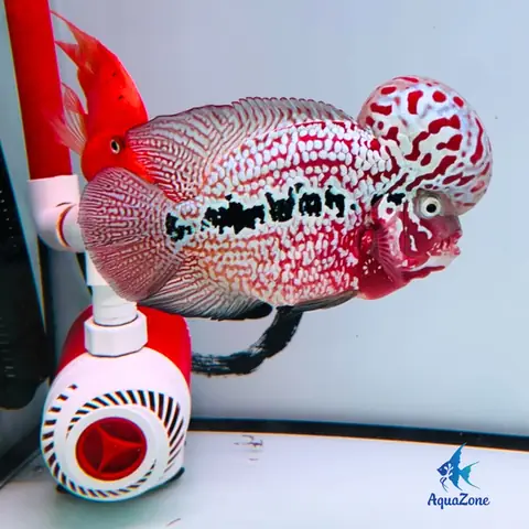 Hướng Dẫn Chi Tiết Cách Nuôi Cá La Hán King Kamfa Chuẩn Phong Thủy