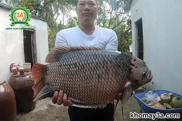 Cách nuôi cá tai tượng con trong bể kính