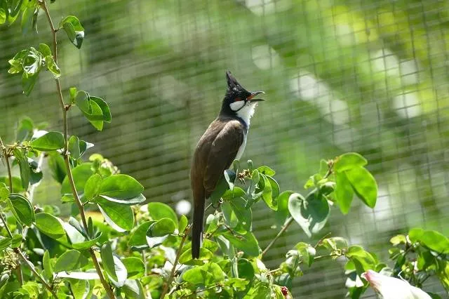 Cách chăm sóc chào mào má trắng