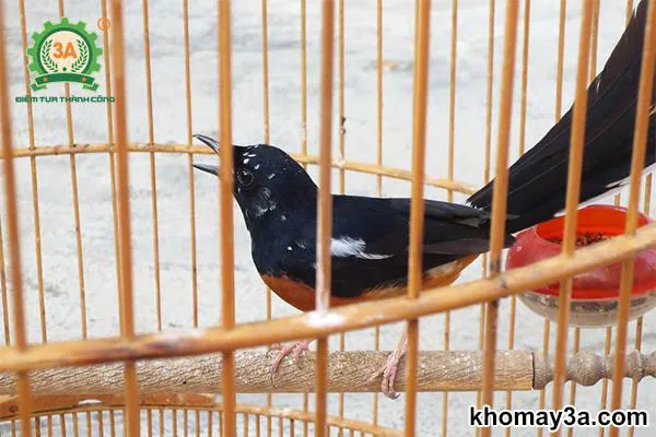 Cách Nuôi Chích Chòe Lửa Bổi Thành Thục: Hướng Dẫn Chi Tiết A-Z Từ Chuyên Gia