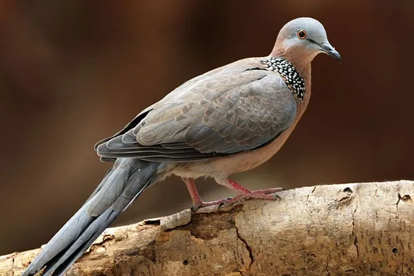 Vệ sinh lồng trại sạch sẽ giúp hỗ trợ cách nuôi cu gáy nhanh thuần