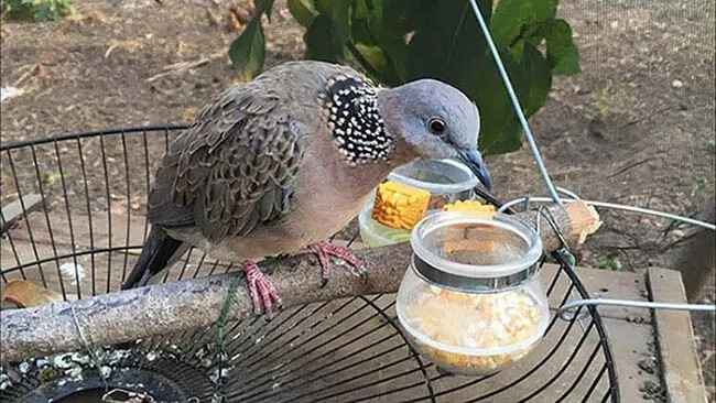 Chọn giống chim khỏe mạnh là bước đầu trong cách nuôi cu gáy nhanh thuần