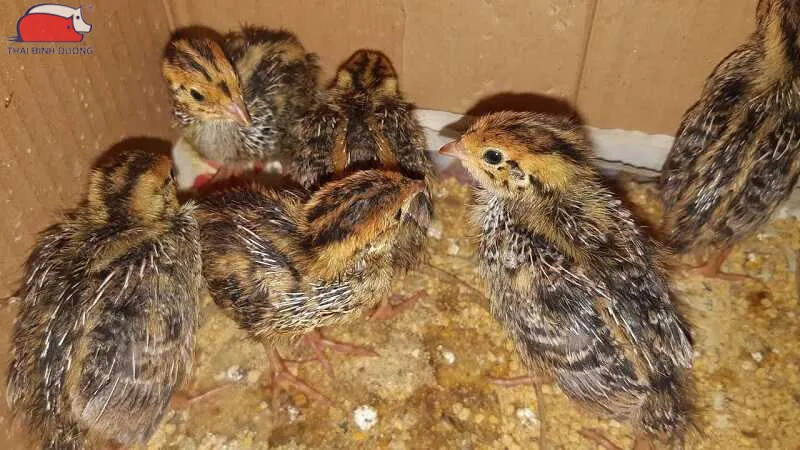 Áp dụng cách nuôi chim cút con mới nở kết hợp vệ sinh chuồng trại định kỳ để phòng bệnh