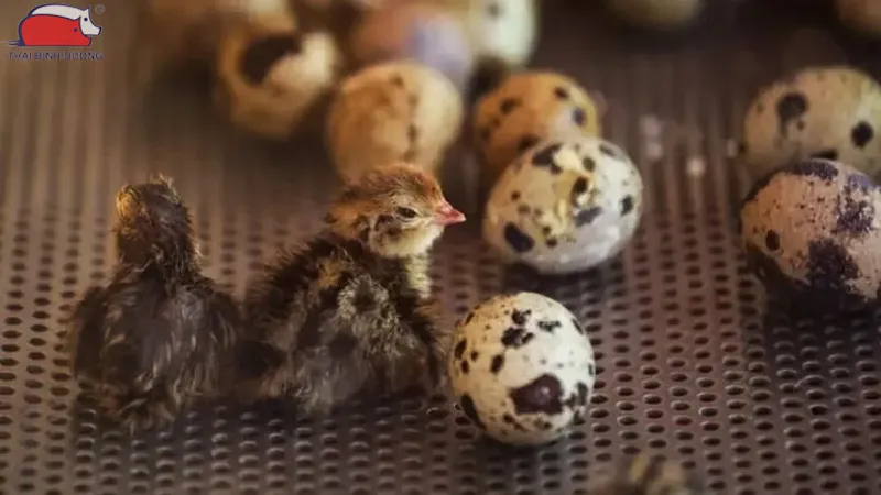 Thực hiện cách nuôi chim cút con mới nở bằng chế độ dinh dưỡng giàu đạm và nước uống sạch