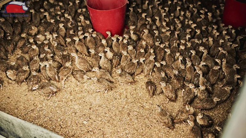 Thực hiện cách nuôi chim cút con mới nở hiệu quả bằng việc theo dõi sát sao biểu hiện sức khỏe