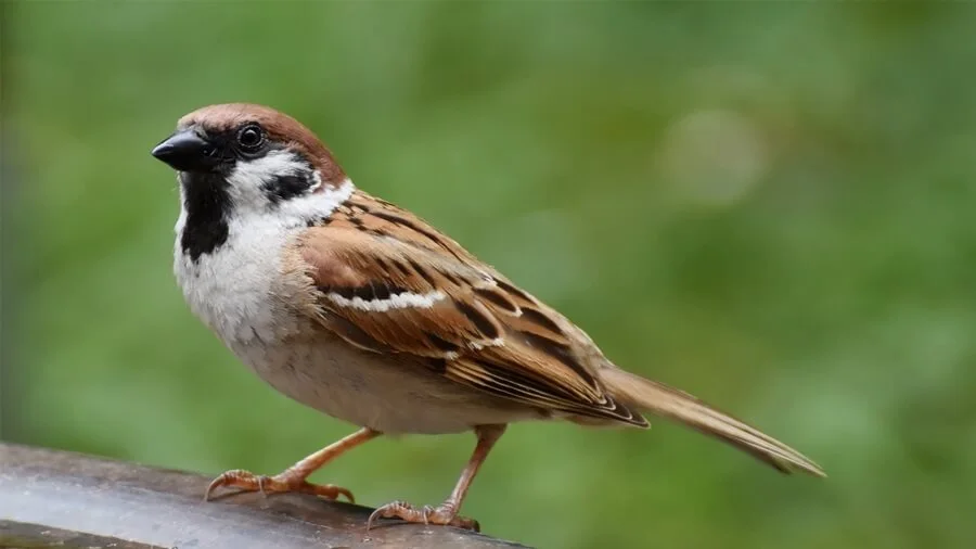 Cách Nuôi Chim Non Toàn Diện: Hướng Dẫn Chăm Sóc Từ A Đến Z (cách nuôi chim non)