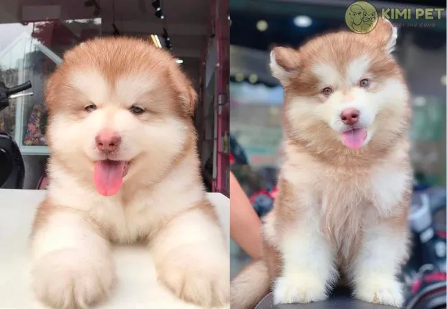 Cách Nuôi Gà Đá Mau Sung: Bí Quyết Toàn Diện Về Dinh Dưỡng, Rèn Luyện Và Chăm Sóc