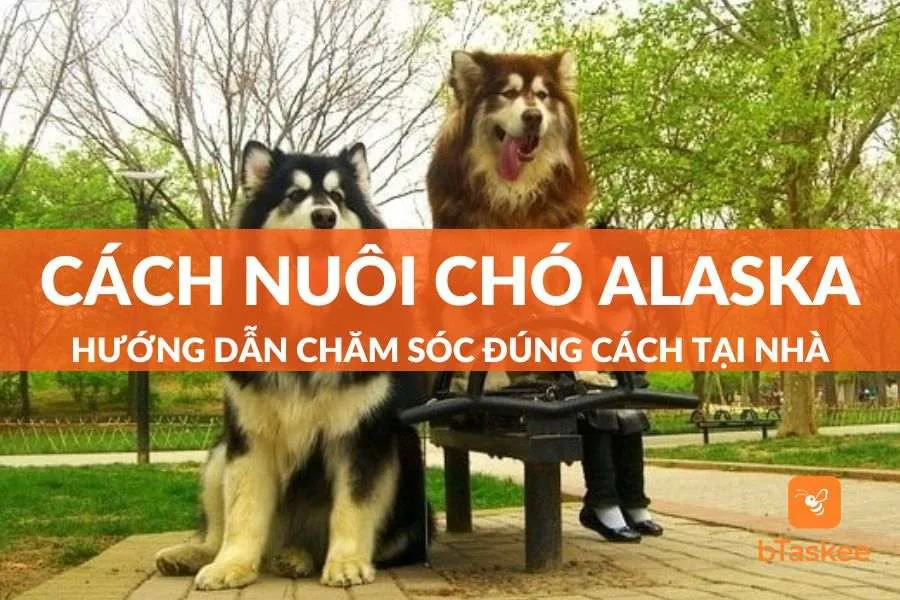 Chó Sói Nuôi: Hướng Dẫn Toàn Diện Về An Toàn Và Phòng Ngừa Tấn Công Cho Thú Cưng