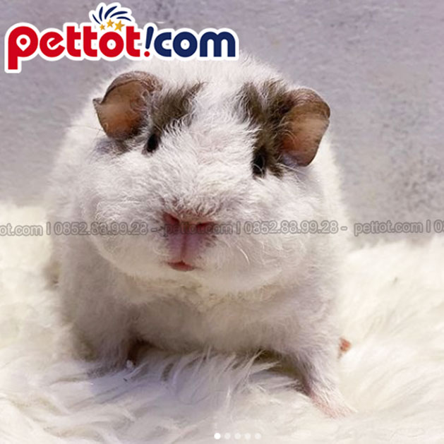 Chuột Lang Việt: Hướng Dẫn Chăm Sóc Chi Tiết Từ A Đến Z