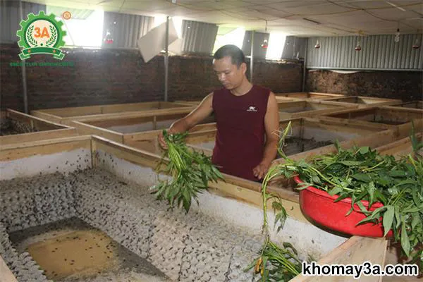 cách làm chuồng nuôi dế mèn