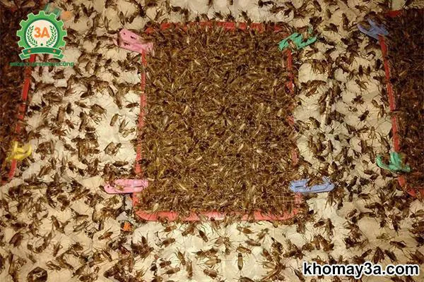 cách nuôi dế mèn sinh sản