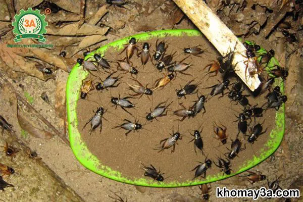 nuôi dế sinh sản