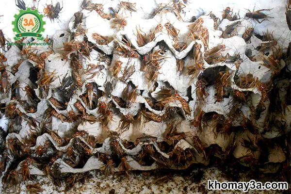 nuôi dế mèn sinh sản