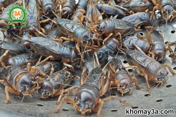 kỹ thuật nuôi dế sinh sản