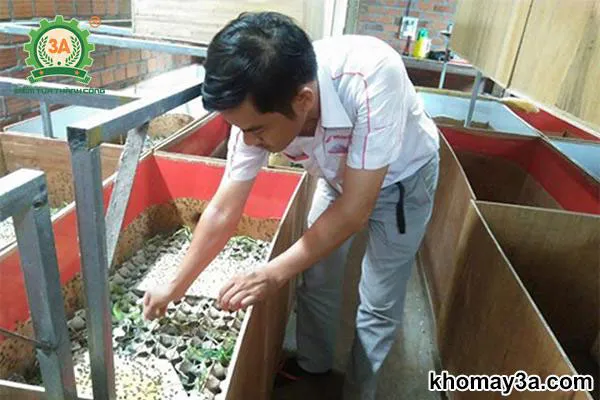 mô hình nuôi dế hiệu quả