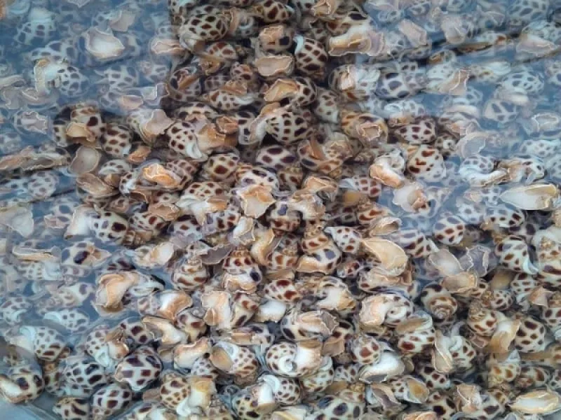 Cách Nuôi Ốc Đẻ: Hướng Dẫn Chi Tiết Nuôi Sinh Sản Ốc Cảnh Thủy Sinh