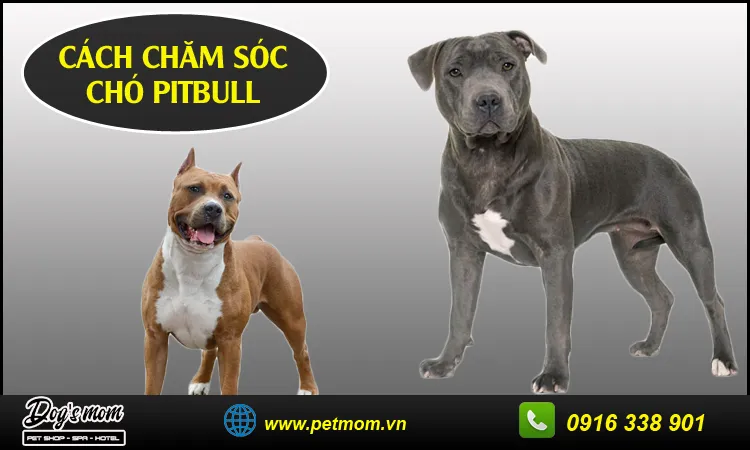 Cách nuôi Pitbull đúng cách