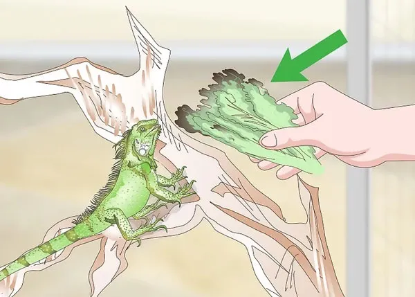 Rau xanh là nguồn thức ăn chính trong cách nuôi rồng nam mỹ khỏe mạnh