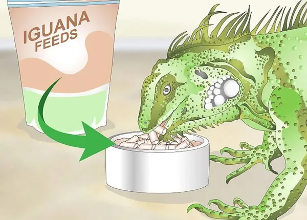 Sử dụng thức ăn viên hỗ trợ tốt cho cách nuôi rồng nam mỹ hiệu quả