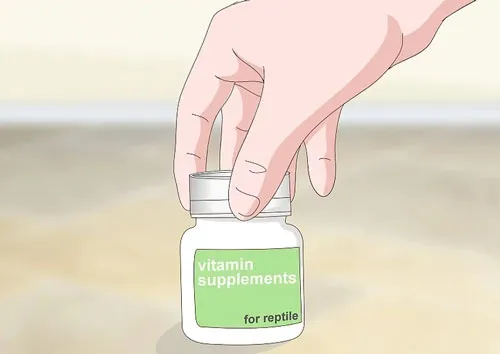 Bổ sung bột canxi là yếu tố then chốt trong cách nuôi rồng nam mỹ