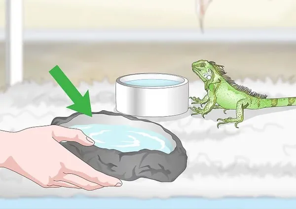 Cung cấp nước sạch đầy đủ là cách nuôi rồng nam mỹ cơ bản nhất