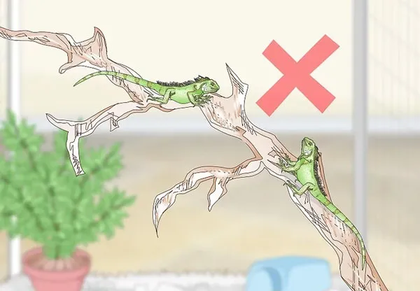 Nuôi riêng biệt từng cá thể là cách nuôi rồng nam mỹ an toàn nhất