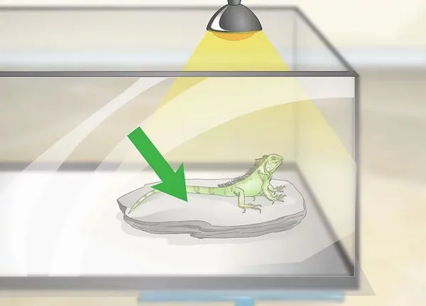 Tạo khu vực phơi nắng đúng chuẩn trong cách nuôi rồng nam mỹ tại nhà