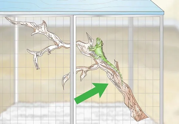 Cách nuôi rồng nam mỹ cần bố trí cành cây để chúng leo trèo tự nhiên