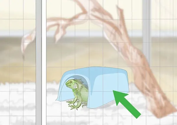 Hang trú ẩn kín đáo là yếu tố cần thiết trong cách nuôi rồng nam mỹ