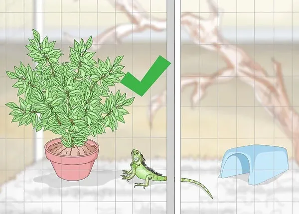 Trang trí cây xanh tạo môi trường đẹp cho cách nuôi rồng nam mỹ tại nhà