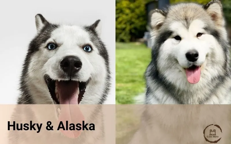 Husky Chó: Cẩm Nang Chi Tiết Về Nguồn Gốc, Đặc Điểm Và Cách Chăm Sóc Chuẩn