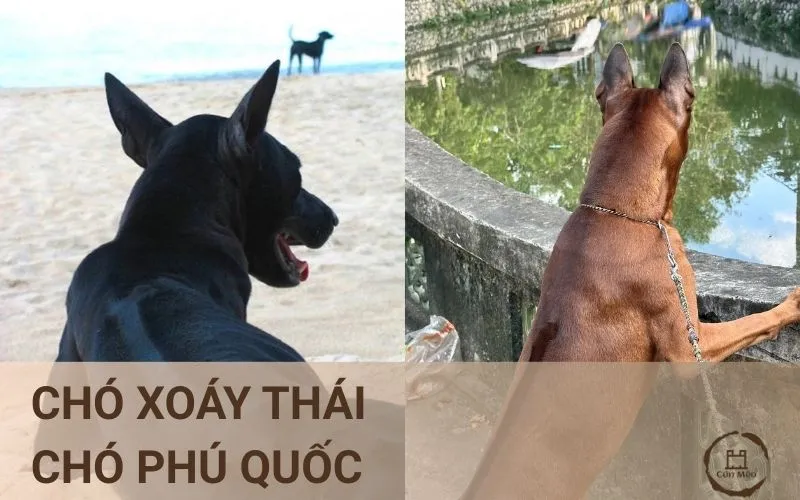 Phân Biệt Chó Phú Quốc Và Xoáy Thái: Hướng Dẫn Chi Tiết Về Nguồn Gốc, Hình Dáng Và Tính Cách