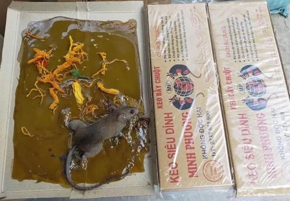 Cách sử dụng bẫy keo dính để bắt chuột làm tổ trên trần nhà