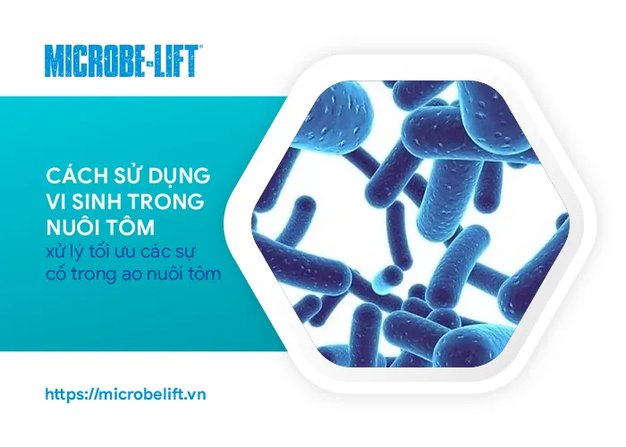 cách sử dụng vi sinh trong nuôi tôm Hiệu Quả Tối Ưu