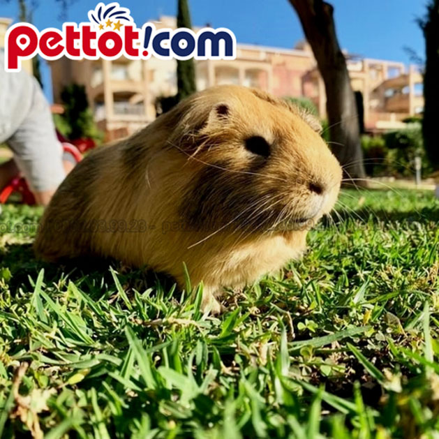 Chuột Lang Việt: Hướng Dẫn Chăm Sóc Chi Tiết Từ A Đến Z