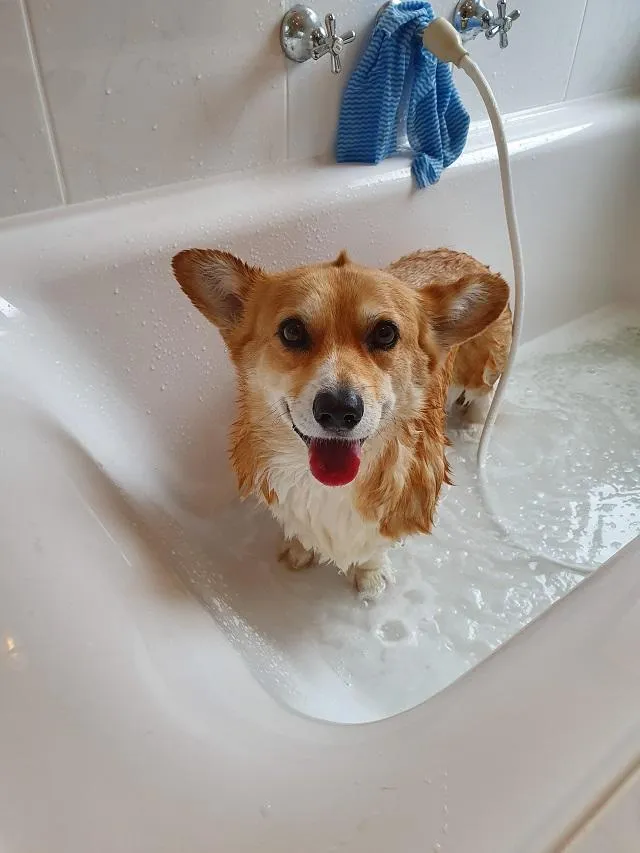 Cách vệ sinh Corgi để có bộ lông óng mượt, chắc khỏe