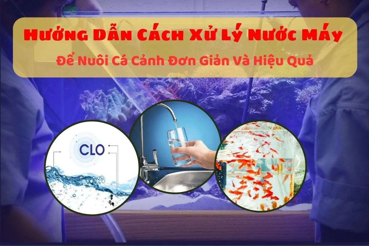 Cách Xử Lý Nước Máy Nuôi Cá Cảnh Khoa Học Và An Toàn Nhất