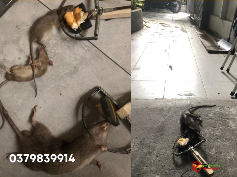 Cách Diệt Chuột Cống Hiệu Quả Nhất: Chiến Lược Toàn Diện 3 Bước